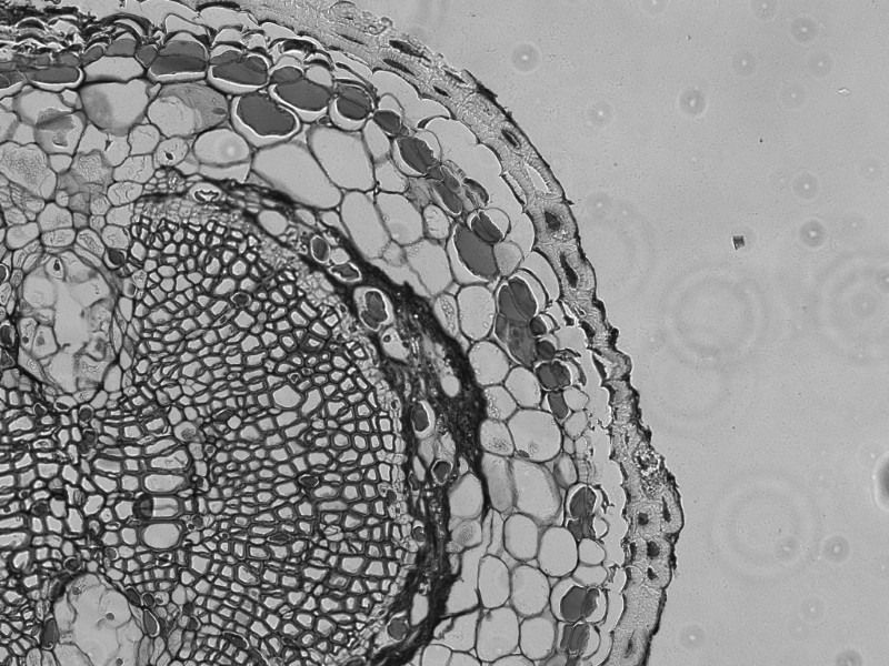 Thermo Invitrogen EVOS M5000 Phase Contrast Fluorescence Microscope Imaging System Unit 2