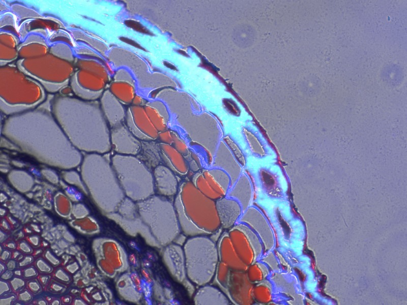 Thermo Invitrogen EVOS M5000 Phase Contrast Fluorescence Microscope Imaging System Unit 2
