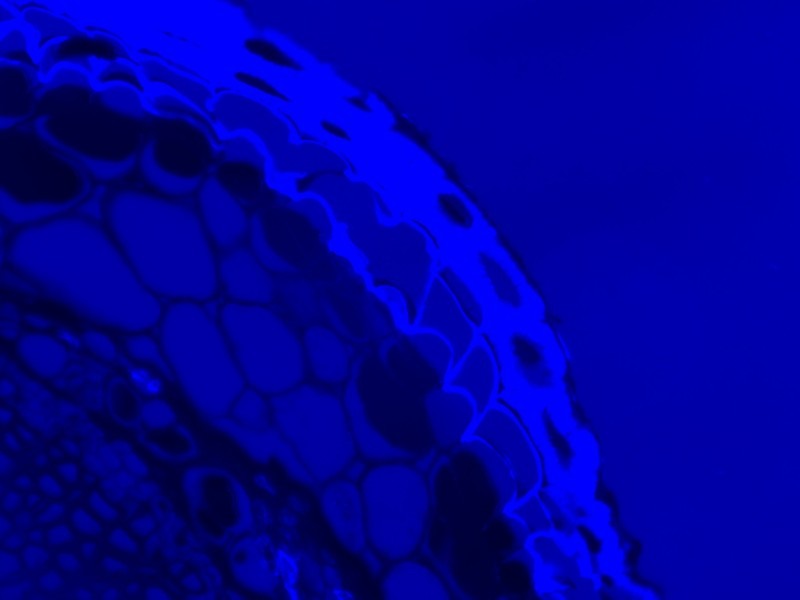 Thermo Invitrogen EVOS M5000 Phase Contrast Fluorescence Microscope Imaging System Unit 2