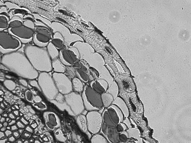 Thermo Invitrogen EVOS M5000 Phase Contrast Fluorescence Microscope Imaging System Unit 2