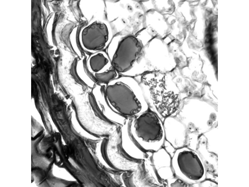 Leica THUNDER DMi8 Inverted Autofocus Fluorescence Motorized Microscope
