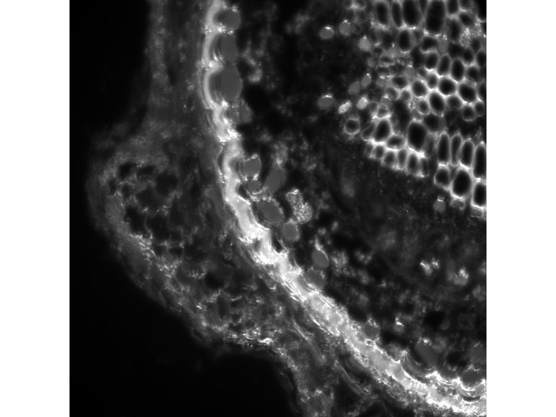 Leica THUNDER DMi8 Inverted Autofocus Fluorescence Motorized Microscope
