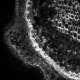 Leica THUNDER DMi8 Inverted Autofocus Fluorescence Motorized Microscope