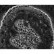 Zeiss Axiocam 705 Mono CMOS Microscope Camera