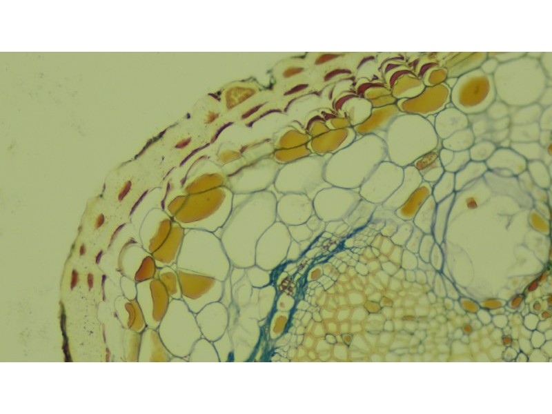 Nikon Ti2-U Inverted LED Fluorescence Microscope w/ Dual Fluorescence Turrets, Dual Illumination Paths (New Filters)