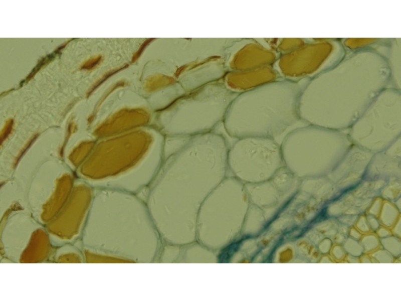 Nikon Ti2-U Inverted LED Fluorescence Microscope w/ Dual Fluorescence Turrets, Dual Illumination Paths (New Filters)