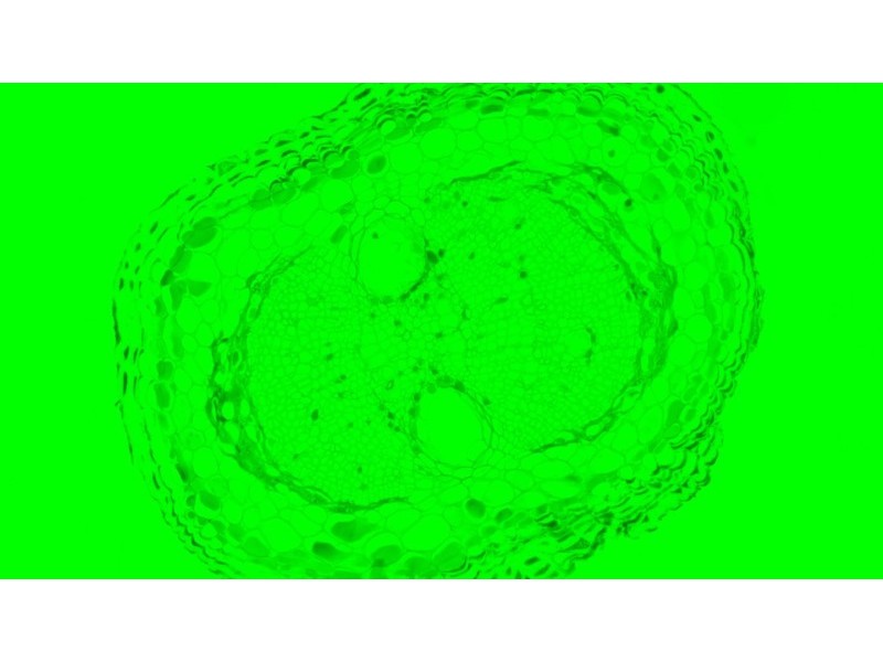 Nikon Ti2-U Inverted LED Fluorescence Microscope w/ Dual Fluorescence Turrets, Dual Illumination Paths (New Filters)