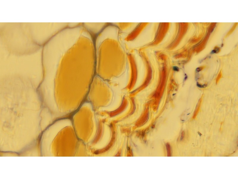 Zeiss Axio Examiner.D1 Fluorescence Dodt Gradient Contrast Upright Water Dipping Microscope with Anti-Vibration Table (New Filters)