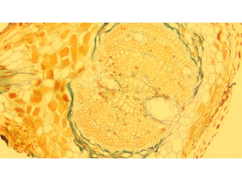 Zeiss Axio Examiner.D1 Fluorescence Dodt Gradient Contrast Upright Water Dipping Microscope with Anti-Vibration Table (New Filters)