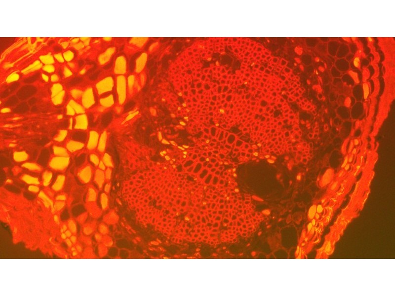 Zeiss Axio Examiner.D1 Fluorescence Dodt Gradient Contrast Upright Water Dipping Microscope with Anti-Vibration Table (New Filters)