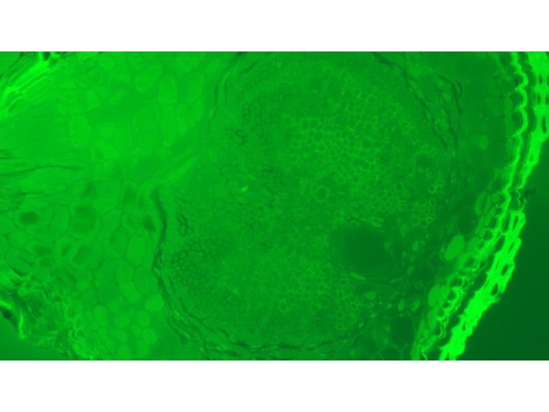 Zeiss Axio Examiner.D1 Fluorescence Dodt Gradient Contrast Upright Water Dipping Microscope with Anti-Vibration Table (New Filters)