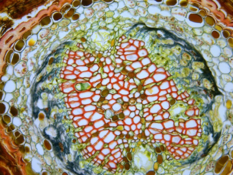 Leica DMi8 Inverted LED Fluorescence Motorized Microscope w/ Adaptive Focus Control (New Filters)