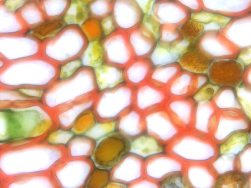 Leica DMi8 Inverted LED Fluorescence Motorized Microscope w/ Adaptive Focus Control (New Filters)