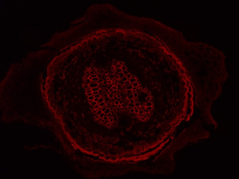 Leica DMi8 Inverted LED Fluorescence Motorized Microscope w/ Adaptive Focus Control (New Filters)