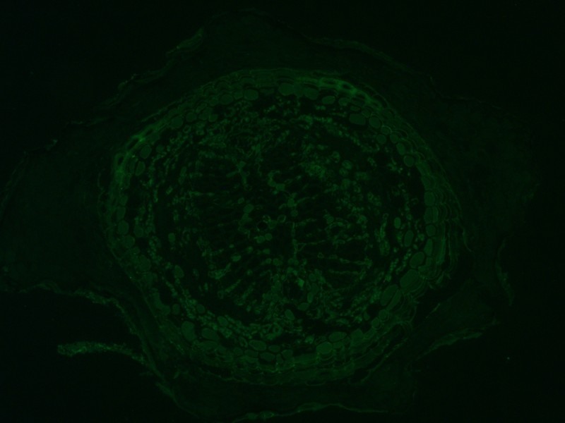 Leica DMi8 Inverted LED Fluorescence Motorized Microscope w/ Adaptive Focus Control (New Filters)