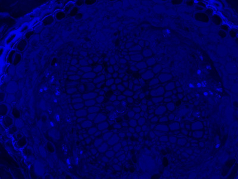 Leica DMi8 Inverted LED Fluorescence Motorized Microscope w/ Adaptive Focus Control (New Filters)