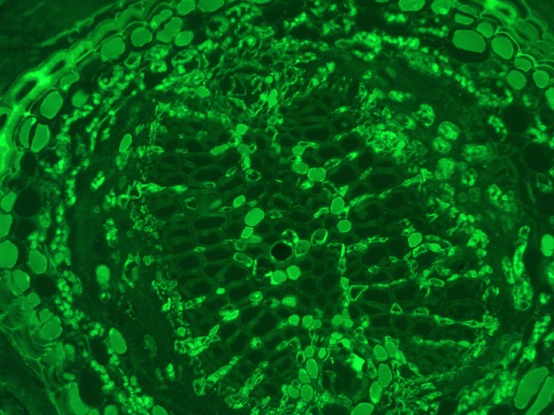 Leica DMi8 Inverted LED Fluorescence Motorized Microscope w/ Adaptive Focus Control (New Filters)