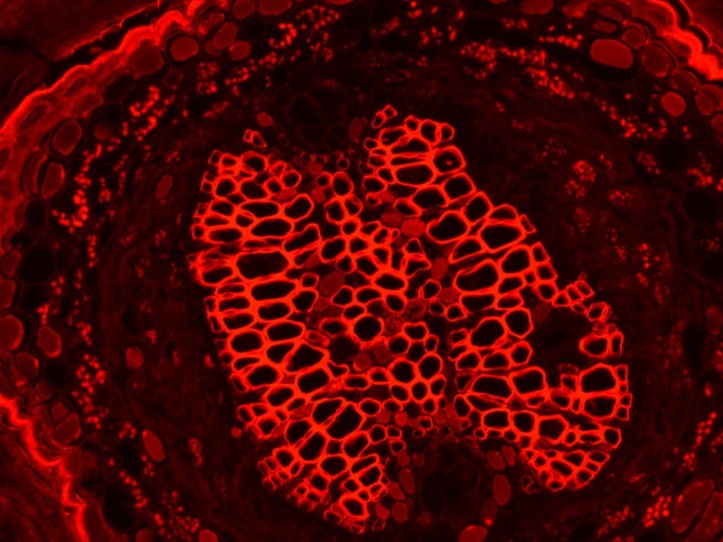 Leica DMi8 Inverted LED Fluorescence Motorized Microscope w/ Adaptive Focus Control (New Filters)