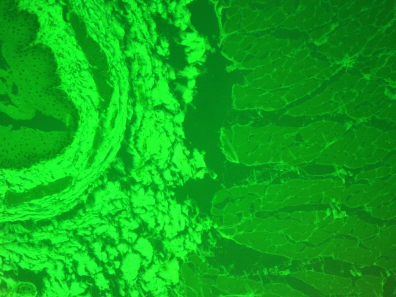 Nikon E600 Upright Fluorescence Phase Contrast Motorized Microscope (New Filters) Pred Ni-U