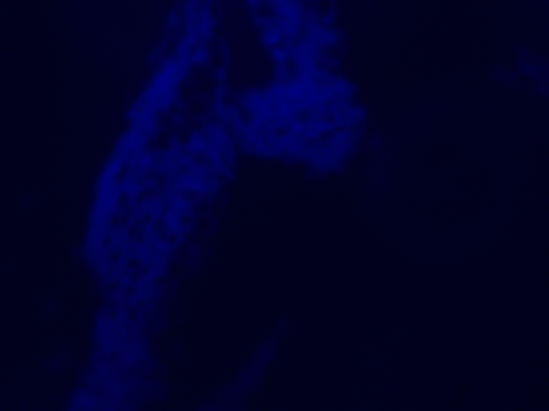 Nikon E600 Upright Fluorescence Phase Contrast Motorized Microscope (New Filters) Pred Ni-U