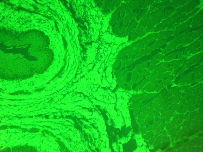Nikon Eclipse TE2000-S Inverted Fluorescence Microscope Pred Ti2-A