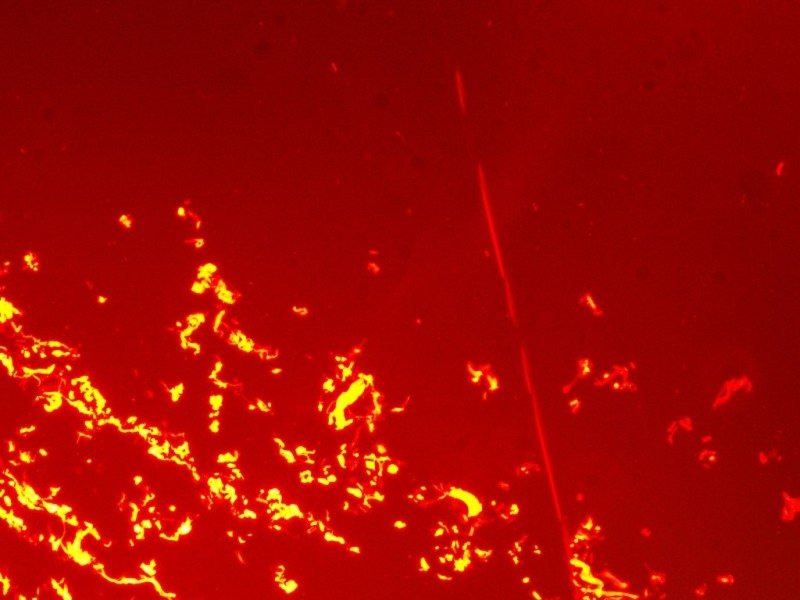 Nikon Eclipse Ti-S Inverted Fluorescence Phase Contrast & Upgraded Light Source Microscope Pred Ti2-A