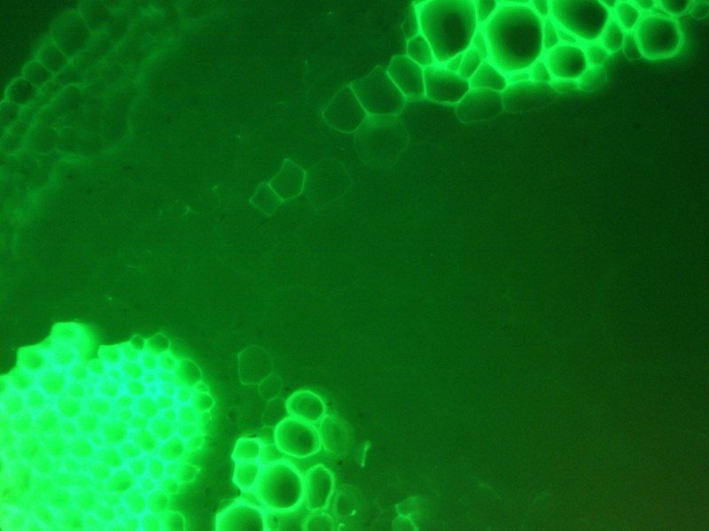 Nikon Eclipse Ti-S Inverted Fluorescence Phase Contrast & Upgraded Light Source Microscope Pred Ti2-A