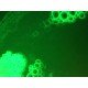 Nikon Eclipse Ti-S Inverted Fluorescence Phase Contrast & Upgraded Light Source Microscope Pred Ti2-A