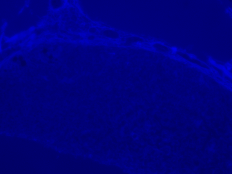 Nikon Eclipse Ti-S Inverted Fluorescence Phase Contrast & Upgraded Light Source Microscope Pred Ti2-A