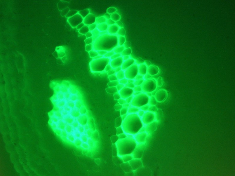 Zeiss Axioskop 2 Upright Fluorescence Microscope (New Filters) Pred Axioscope 5