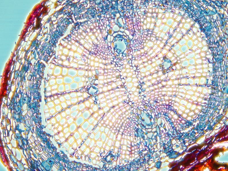 Leica DMi8 Inverted Fluorescence Phase Contrast Microscope (New Filters)