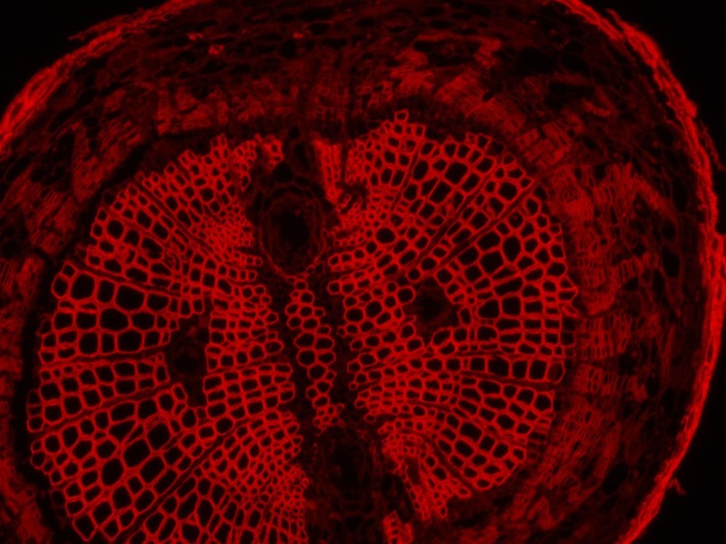 Leica DMi8 Inverted Fluorescence Phase Contrast Microscope (New Filters)