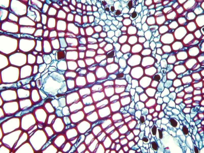 Leica DMi8 Inverted Fluorescence Phase Contrast Microscope (New Filters)