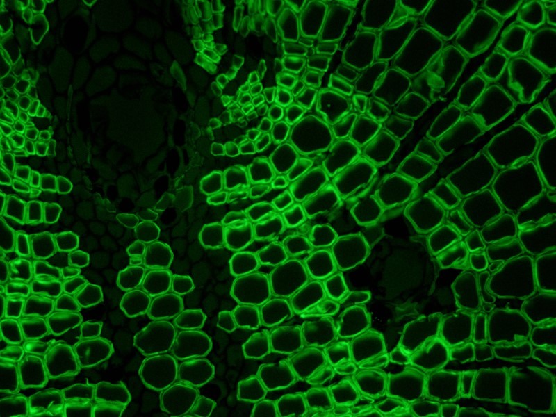 Leica DMi8 Inverted Fluorescence Phase Contrast Microscope (New Filters)