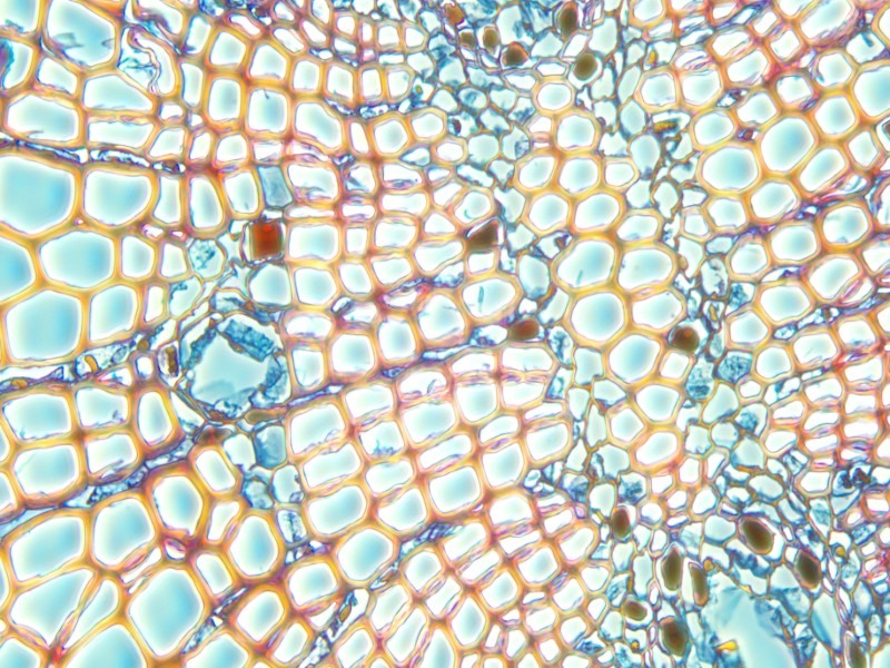 Leica DMi8 Inverted Fluorescence Phase Contrast Microscope (New Filters)