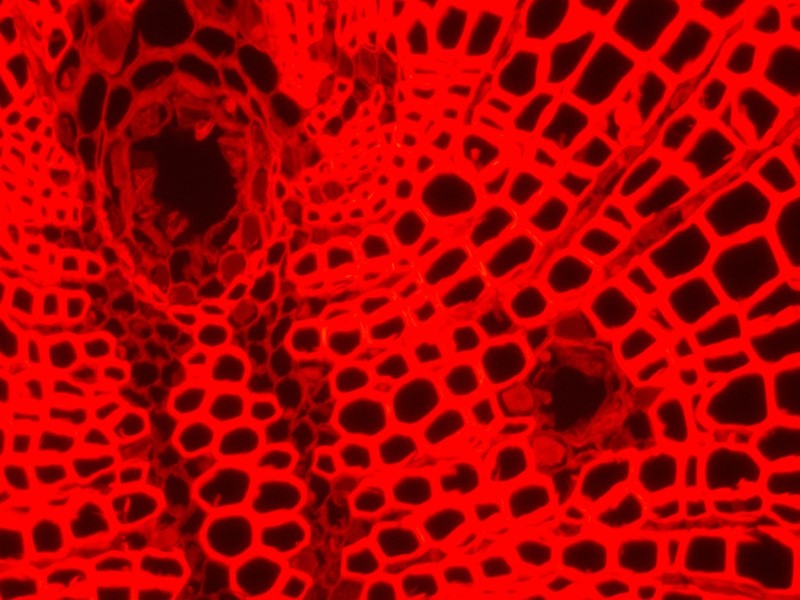 Leica DMi8 Inverted Fluorescence Phase Contrast Microscope (New Filters)