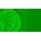 Leica DMi8 Inverted LED Fluorescence Motorized Microscope (New Filters)