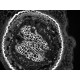 pco.panda 4.2 M Monochrome sCMOS Microscope Camera