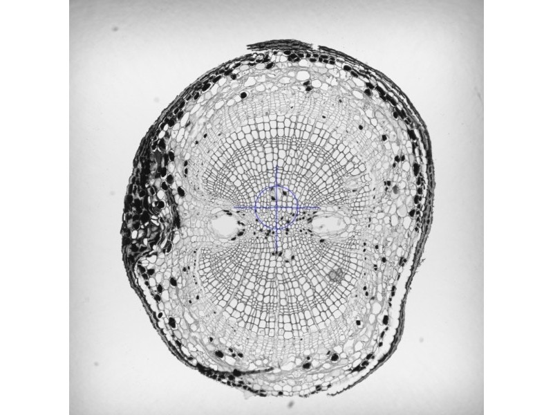 Zeiss Axioscan 7 Slide Scanner For Brightfield & Fluorescence Applications w/ Colibri 7 Solid-State Light Source
