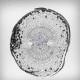 Zeiss Axioscan 7 Slide Scanner For Brightfield & Fluorescence Applications w/ Colibri 7 Solid-State Light Source