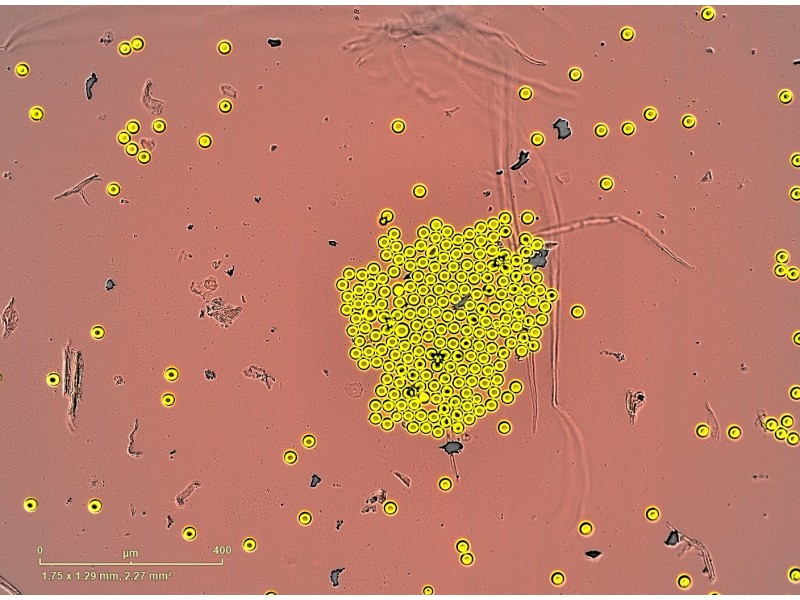 Sartorius Essen Incucyte S3 Live-Cell Imaging and Analysis System with G/R Optical Module