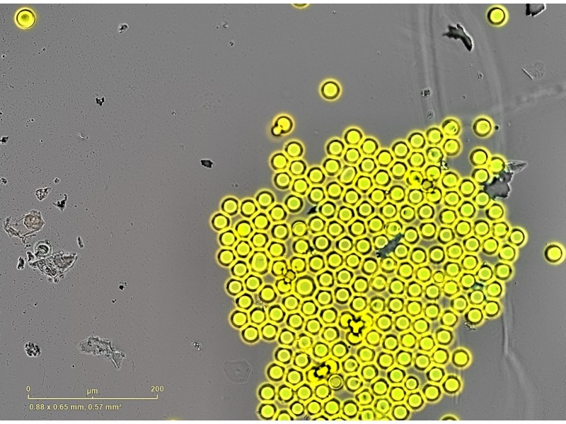 Sartorius Essen Incucyte S3 Live-Cell Imaging and Analysis System with G/R Optical Module