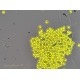 Sartorius Essen Incucyte S3 Live-Cell Imaging and Analysis System with G/R Optical Module