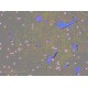 Sartorius Essen Incucyte S3 Live-Cell Imaging and Analysis System with G/R Optical Module