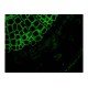 Leica DM6 B Upright Fluorescence Microscope with Motorized Stage Leica DM6 B Upright Fluorescence Microscope with Motorized Stage