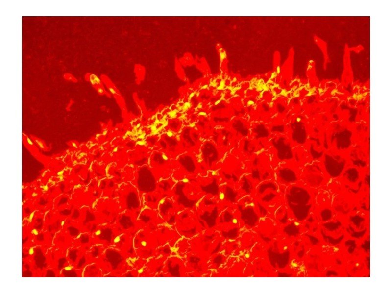 Leica DM6000 Upright Fluorescence Motorized Microscope Leica DM6000 Upright Fluorescence Motorized Microscope