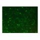 Leica DM6000 Upright Fluorescence Motorized Microscope Leica DM6000 Upright Fluorescence Motorized Microscope