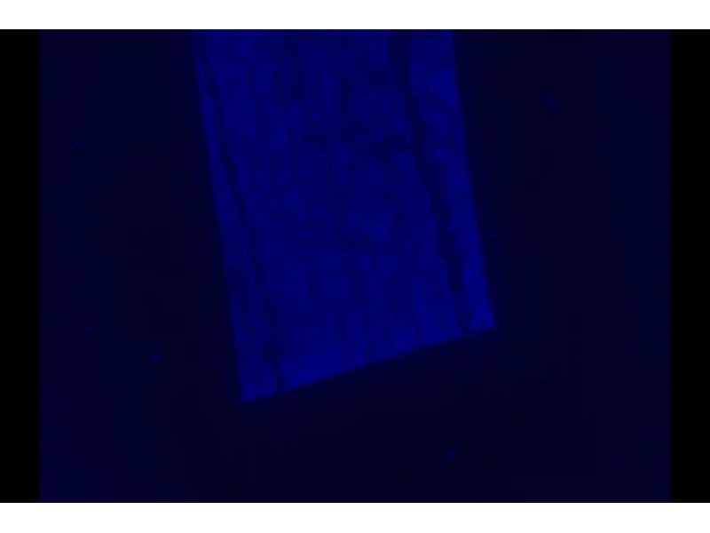 Nikon Eclipse 80i Upright Fluorescence Microscope (New Filters)