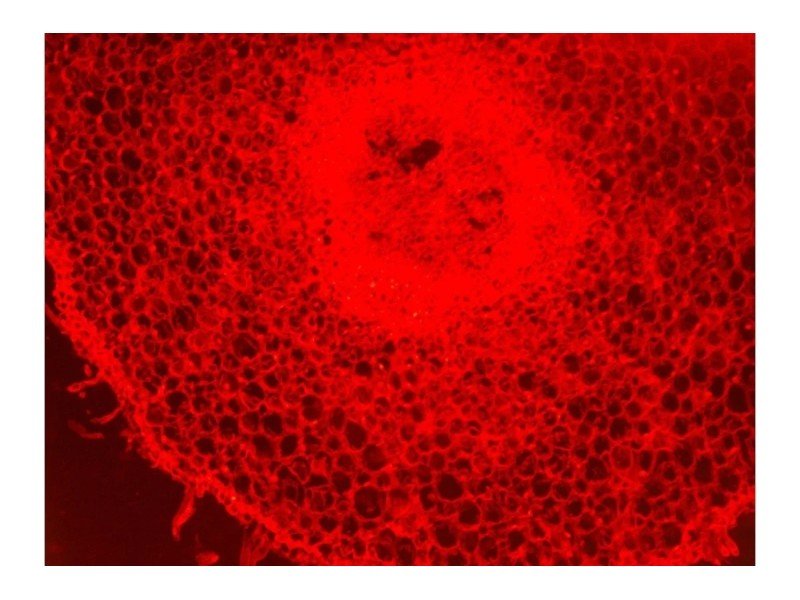 Nikon Eclipse 80i Upright Fluorescence Phase Contrast Microscope (New Filters)