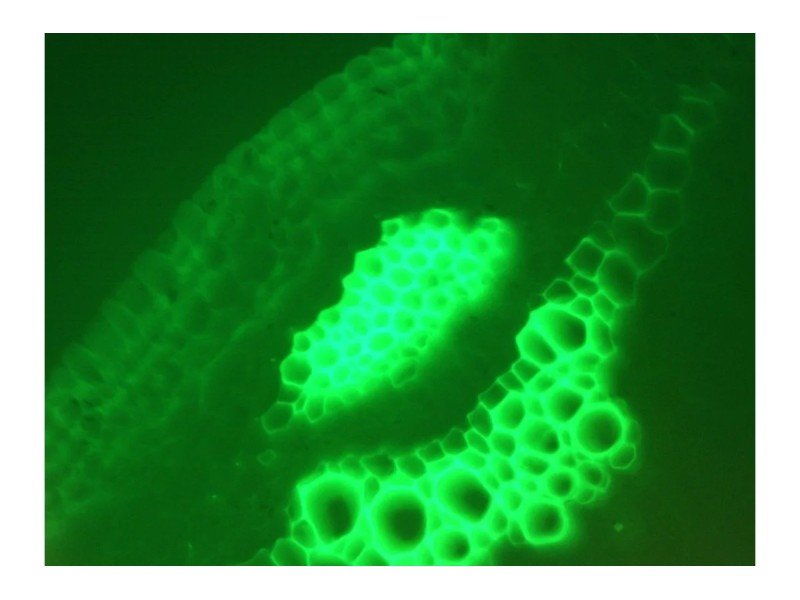 Nikon Eclipse 80i Upright Fluorescence Phase Contrast Microscope (New Filters)